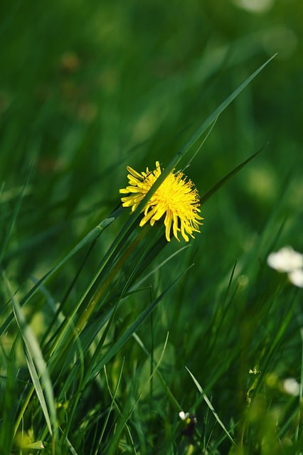 Löwenzahn, Gras, Wiese, Sommer, Natur