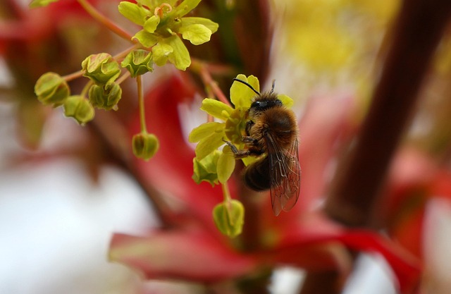 Free Maple Bumblebee photo and picture