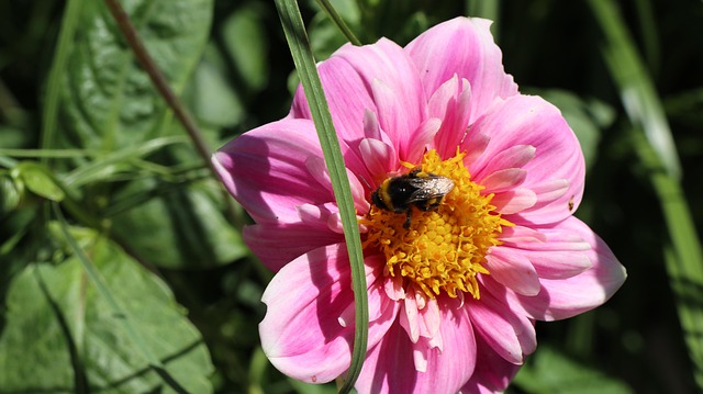 Free Bumblebee Dahlia photo and picture