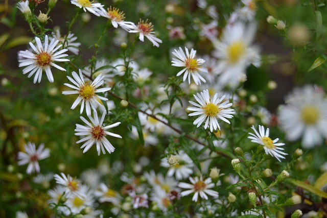 Free Garden Plants photo and picture