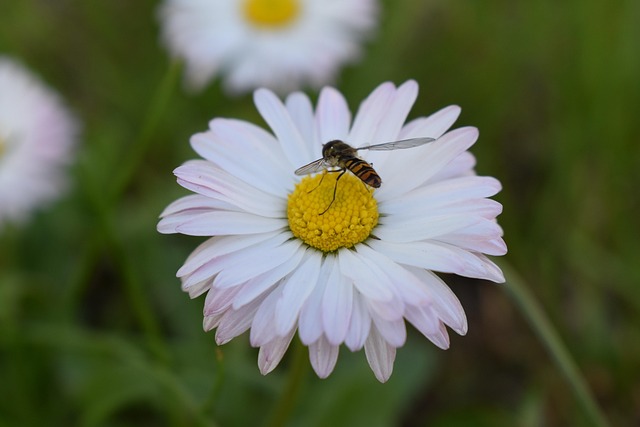 Free Flower Flower Wallpaper photo and picture