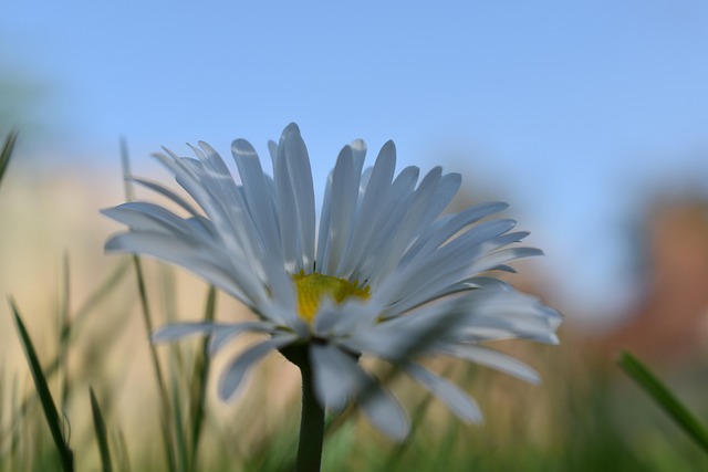 Free Flower Nature photo and picture
