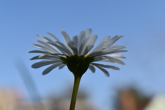 Free Daisy Blue Sky photo and picture