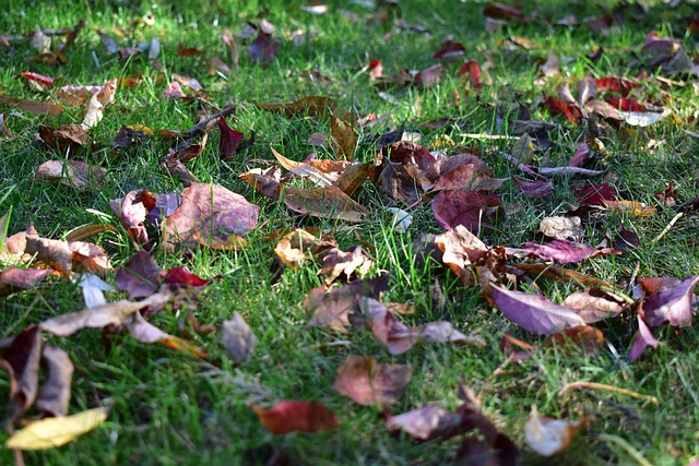 Free Grass Green photo and picture