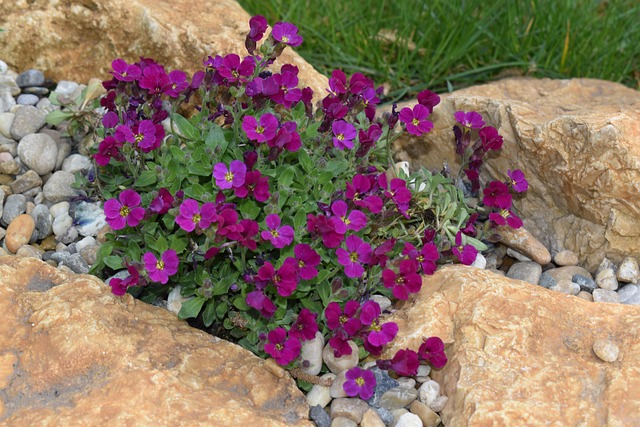 Free Stone Flower photo and picture