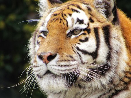 Tigre, Zoo, Animal, Depredador