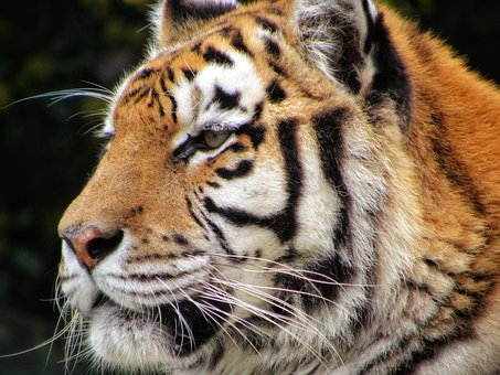 Tigre, Zoo, Animal, Depredador