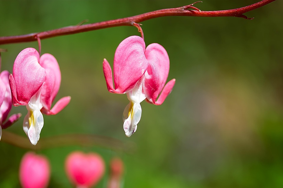 Flower Macro Nature - Free photo on Pixabay - Pixabay