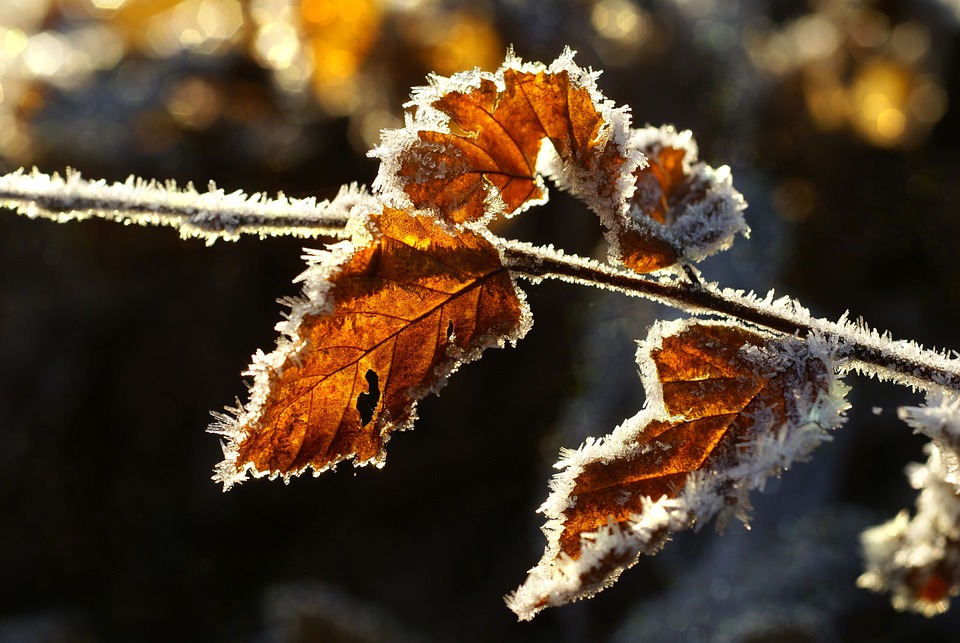 서리 나뭇잎 흰 - Pixabay의 무료 사진 - Pixabay