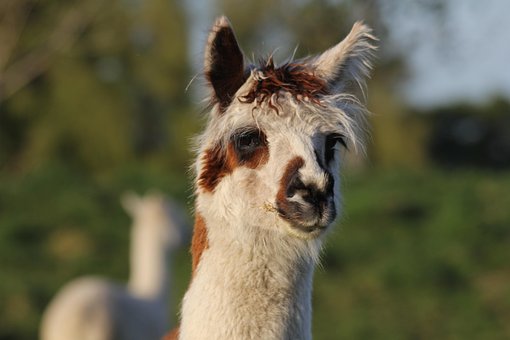 500 Gambar Llama Hewan Gratis Pixabay