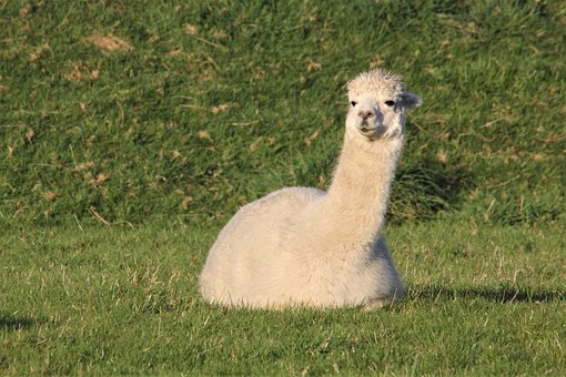 500 Gambar Llama Hewan Gratis Pixabay