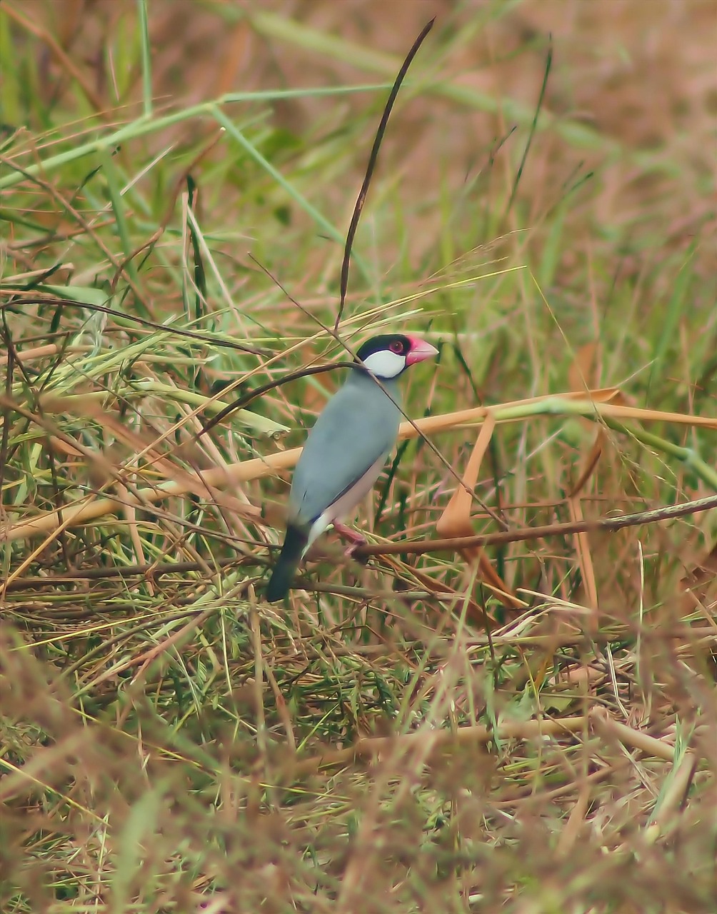 文鳥 野生 鳥 Pixabayの無料写真 文鳥 野生 鳥 Pixabayの無料写真