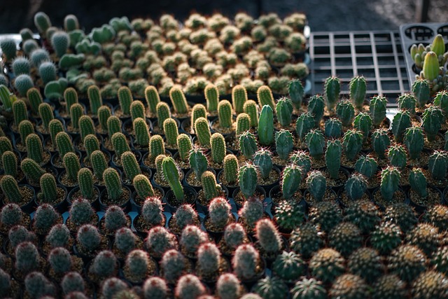 Kaktus, Thailand, Natur, Garten