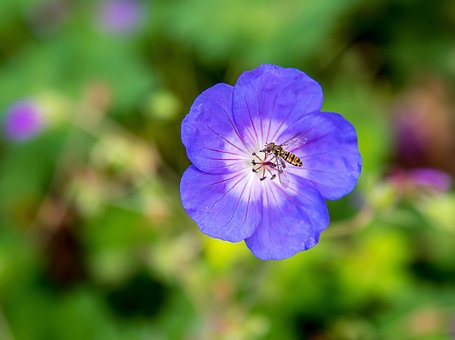 Floare, Natura, Tapet Cu Flori, Insectă