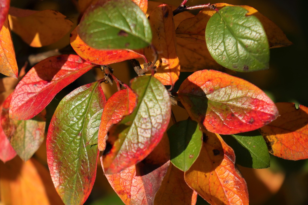 Les Couleurs Automne Feuilles - Photo gratuite sur Pixabay - Pixabay