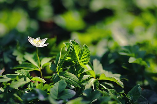 Blume, Anemone, Blühen, Pflanzen