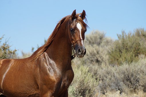 Free Horse Stallion photo and picture