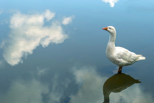 Free Goose Water photo and picture