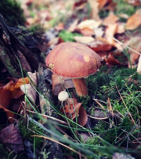 Free Mushroom Forest photo and picture
