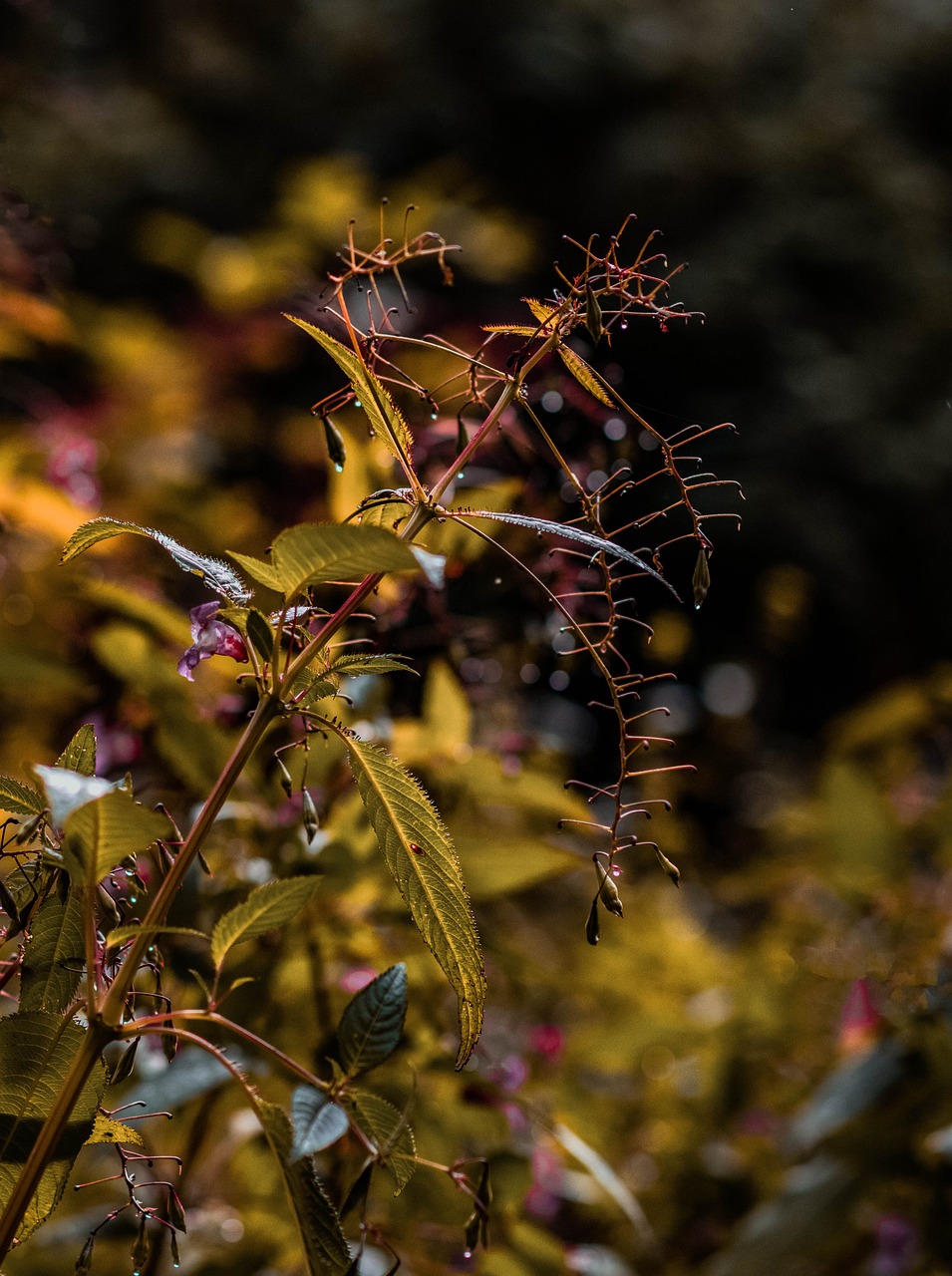 Otoño Bosque Planta Foto gratis en Pixabay Pixabay