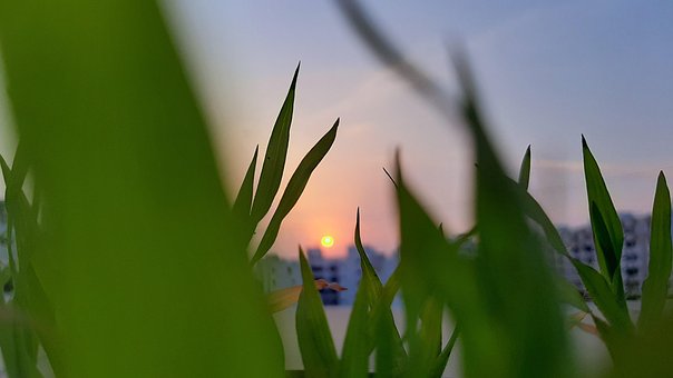 Atardecer, Verde, Hierba, Naturaleza