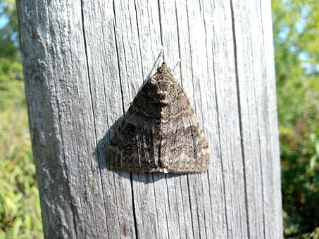 Free Butterfly Mol photo and picture