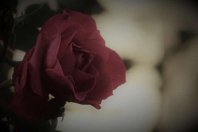 Free Rose Grief photo and picture