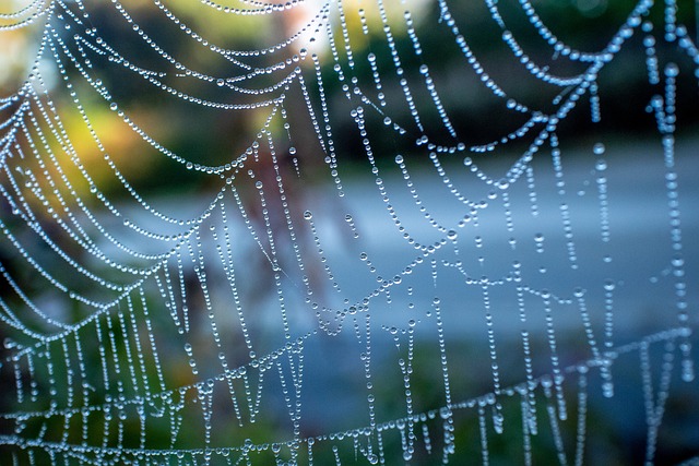 Free Web Spider Web photo and picture