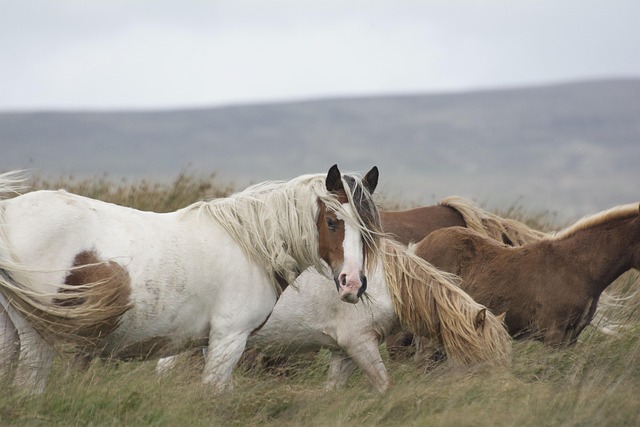 Free Horse Pony photo and picture Free Horse Pony photo and picture