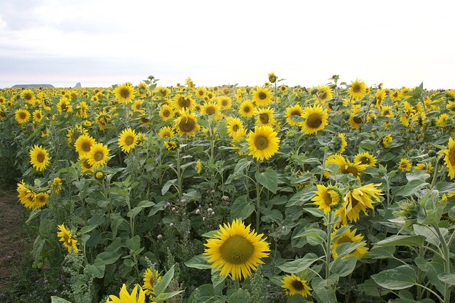 Free Sunflower Beautiful Flowers photo and picture