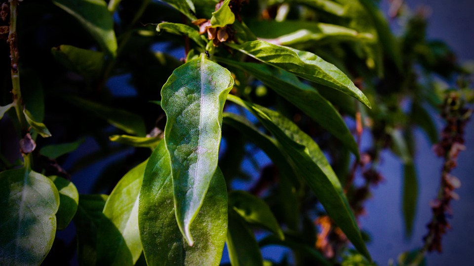 Nature Leaf Plant Close - Free photo on Pixabay