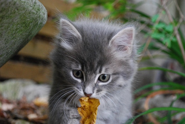 Free Kitten Grey photo and picture