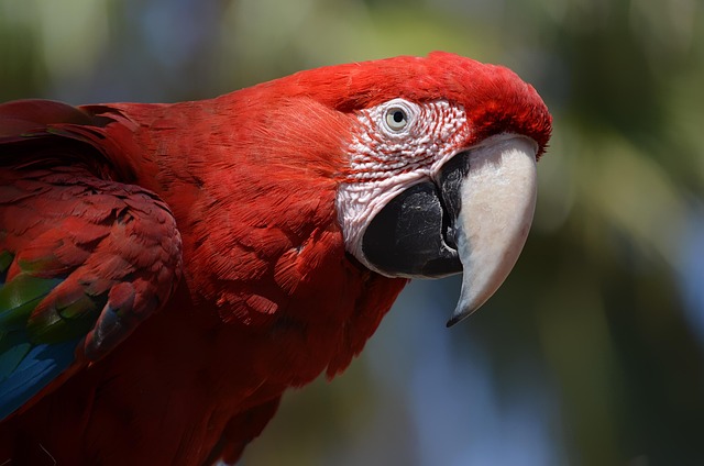 Free Parrot Nature photo and picture