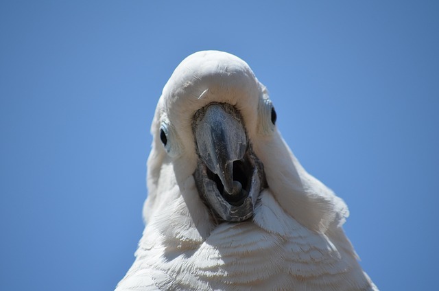 Free Cockatoo Bird photo and picture