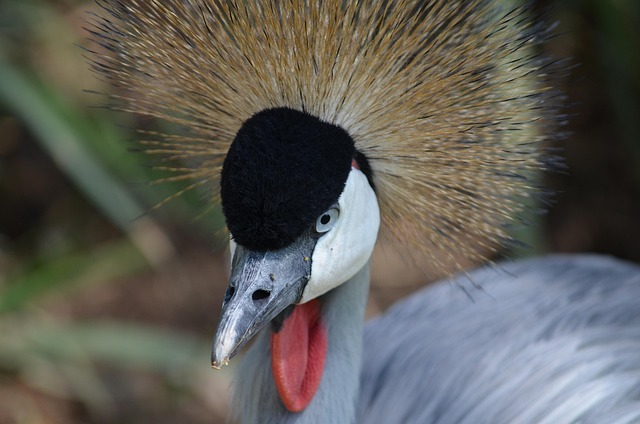 Free Blue Crane Bird photo and picture