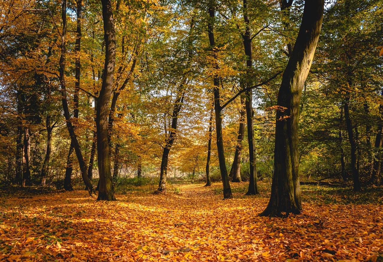 Autumn Forest Trees - Free photo on Pixabay - Pixabay