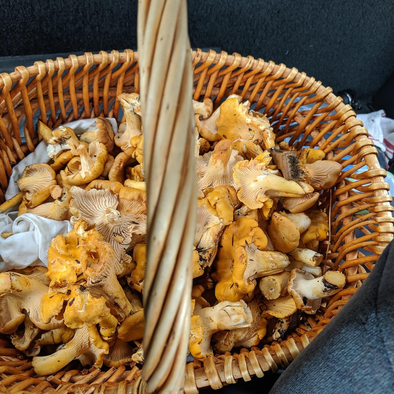 Chanterelles Cogumelos Cesta Foto Gratuita No Pixabay Pixabay