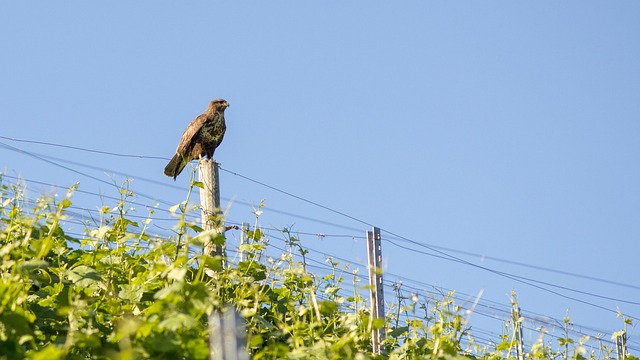 Águia, Aves, Uva, Hill, Natureza