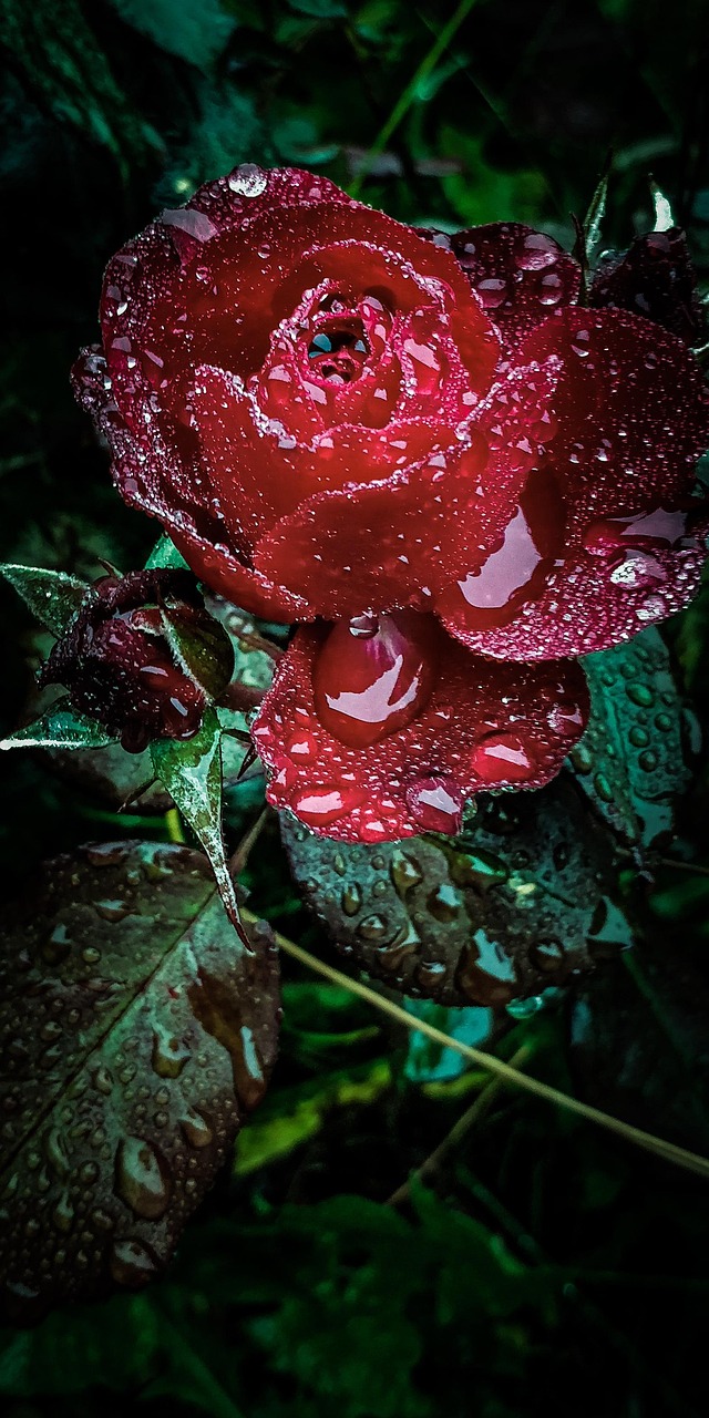 Rose With Raindrops Rose With Raindrops
