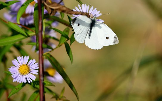 Free Butterfly Bielinek photo and picture