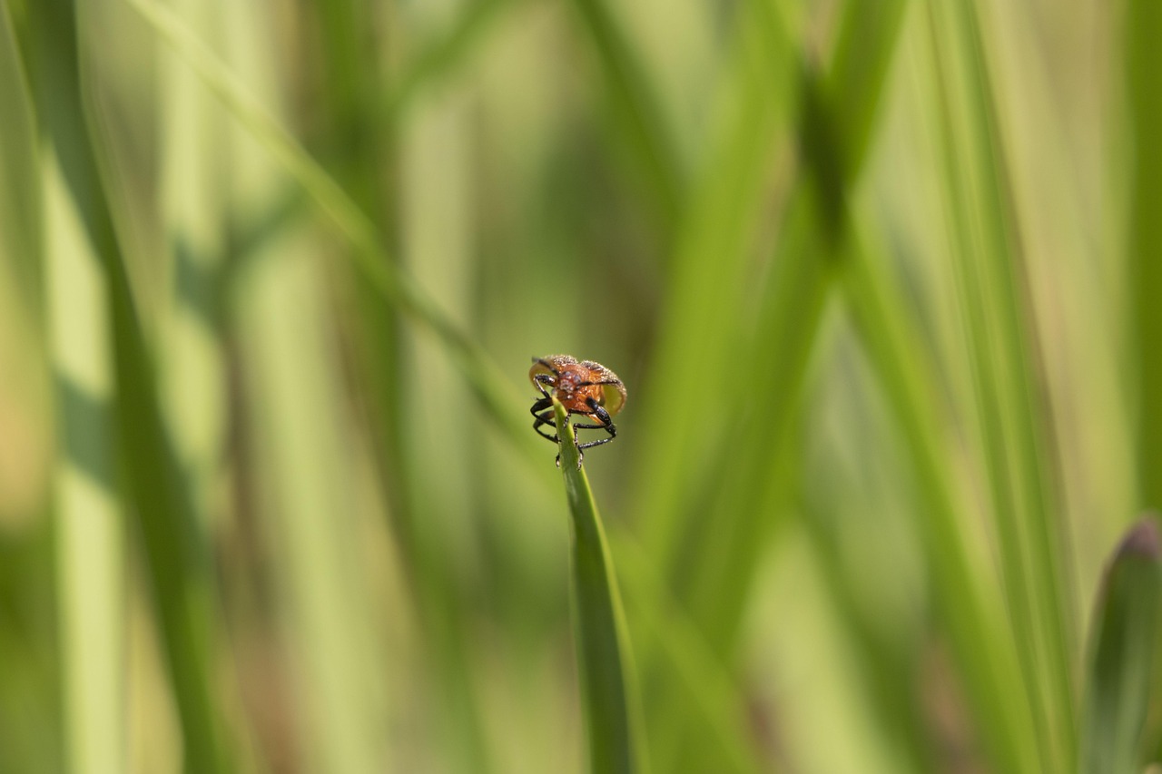 Grass Green Environment - Free photo on Pixabay - Pixabay