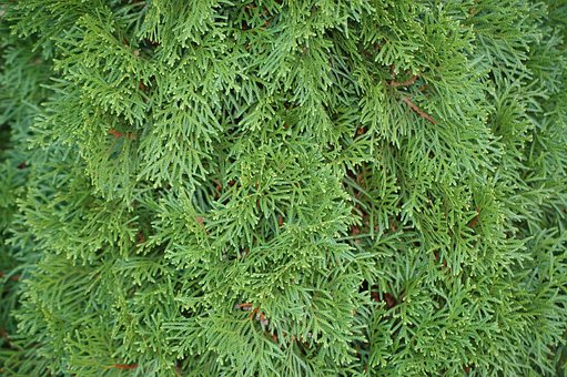 Cobertura, Esfregar, Verde, Natureza