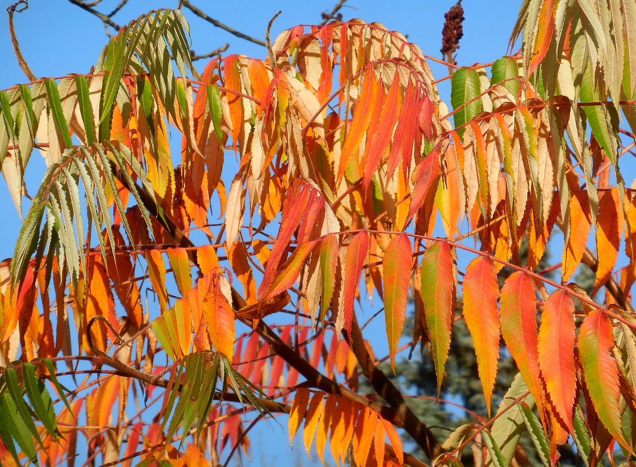 Le Sumac De L'Arbre Rhus Typhina Photo gratuite sur Pixabay Pixabay
