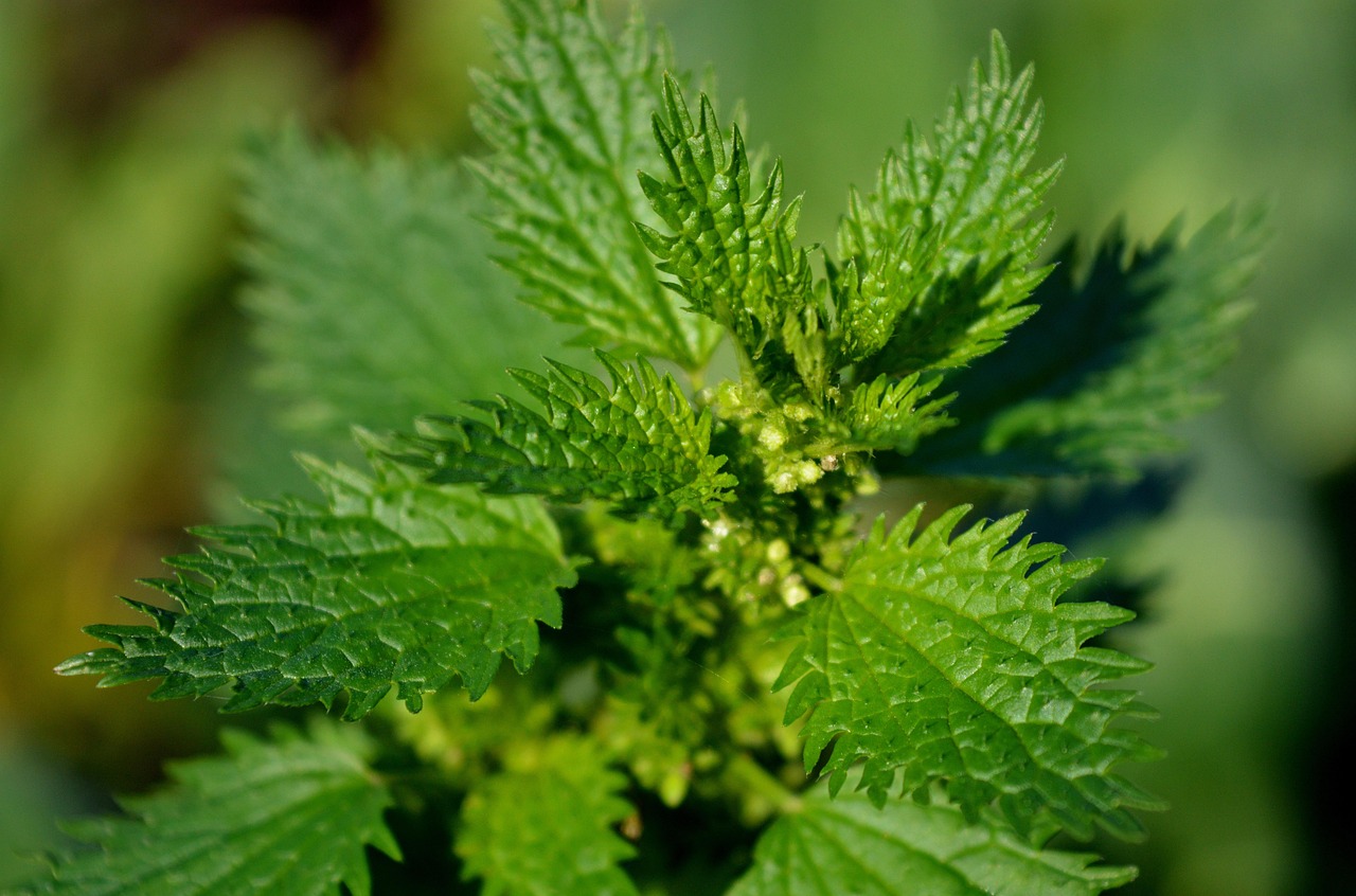 100 000 Free Stinging Nettle Leaf Benefits Nettle Images Pixabay