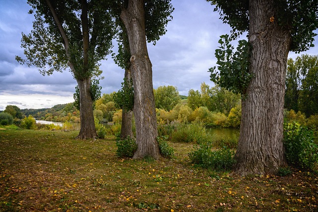 Free Nature Tree photo and picture