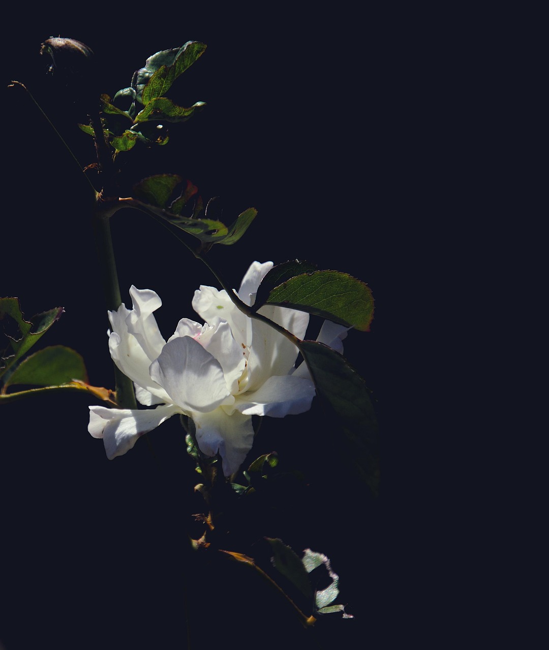 꽃 하얀색 장미 블 - Pixabay의 무료 사진