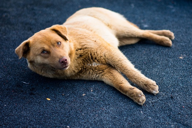 Hund, Kæledyr, Sød, Dyr, Foto, Fritid
