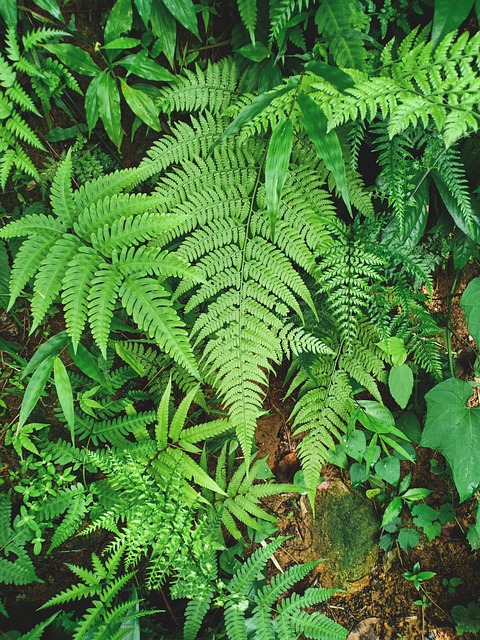 Free Fern Leaf photo and picture