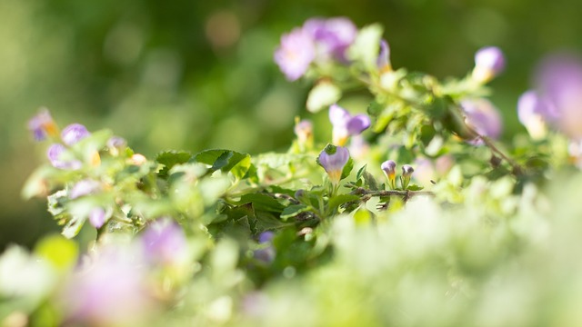 Free Flowers Light photo and picture