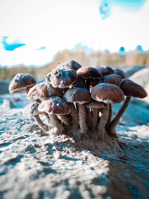 Free Mushroom Nature photo and picture